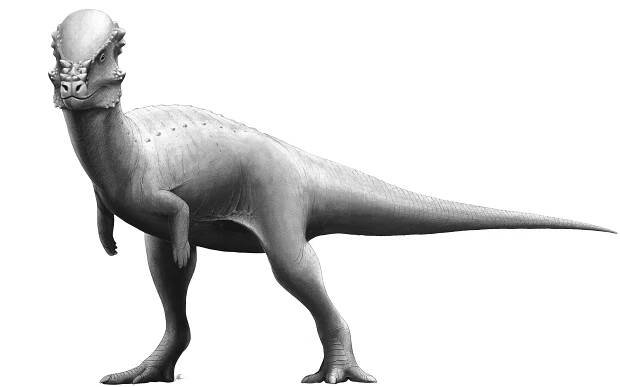 Pachycephalosauria