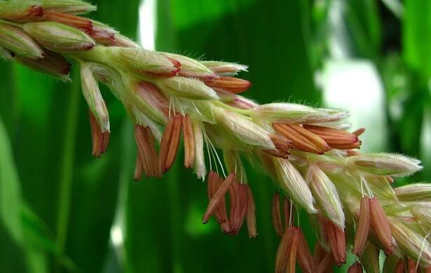 Soubor:Zea mays male flowers.jpg – Wikipedie
