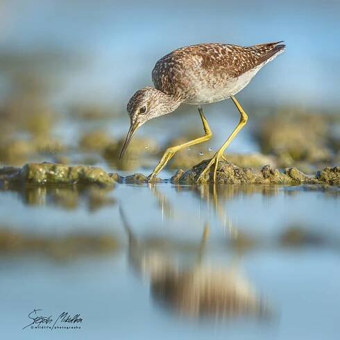 Bahňáci | Štěpán Mikulka | Wildlife fotograf