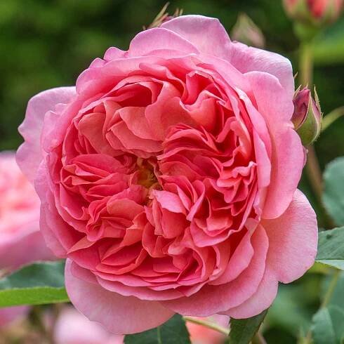 ROSA 'David Austin'® Boscobel® - Obrázek 4
