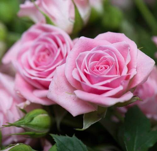 Buy A Personalised Rose Plant & Gift - Order Online Today