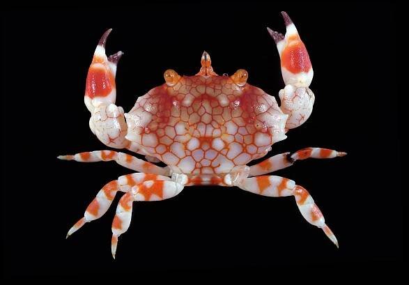 Crab Database · Krabi