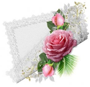 Grafika: Růžová růže