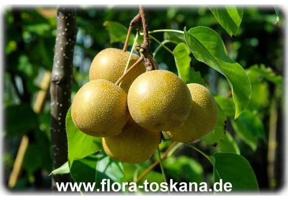 Pyrus pyrifolia var. culta - Nashi Tree, Asian Pear, Apple Pear