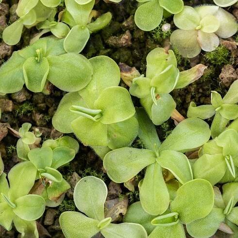 Pinguicula jackii {Cuba}