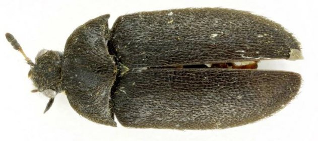 Vědci našli v Moravské Amazonii nový druh brouka