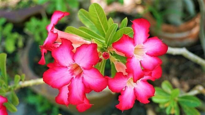 Adénium ztloustlé (Adenium obesum), lidově pouštní růže