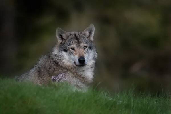 Peter Helmut Larsen Photography – Natur, fugle, dyr, street 
