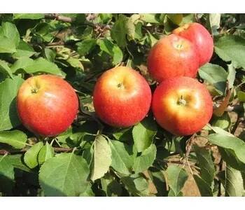 Jabloň zimní 'Gala' - Malus domestica 'Gala' Kontejner o objemu 15 litrů zákrsek 200+ cm