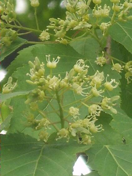 Soubor:Acer ginnala 02.JPG – Wikipedie