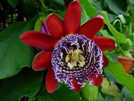 MUČENKA PASSIFLORA QUADRANGULARIS JEDLÉ PLODY /5 SEMEN/