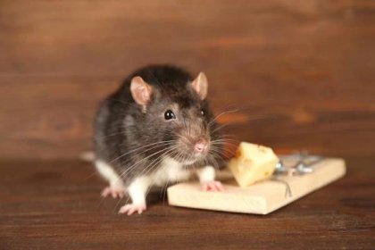 Myši z domova vyženou zvukové plašiče nebo mazlíčci, chytit je lze také do pasti – Pěstujme.cz – tipy nejen pro zahradu
