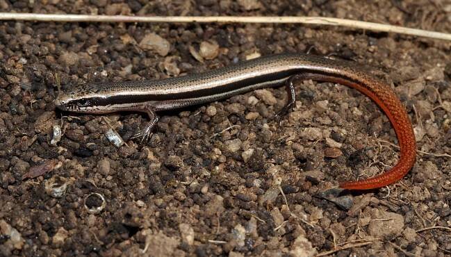 Bougainville's skink