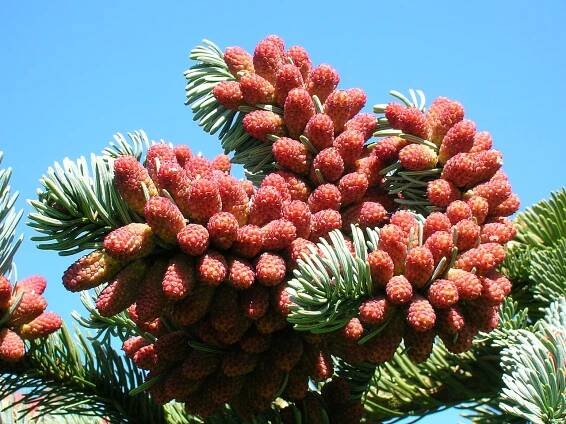 Soubor:Male Cones of Noble Fir.JPG – Wikipedie