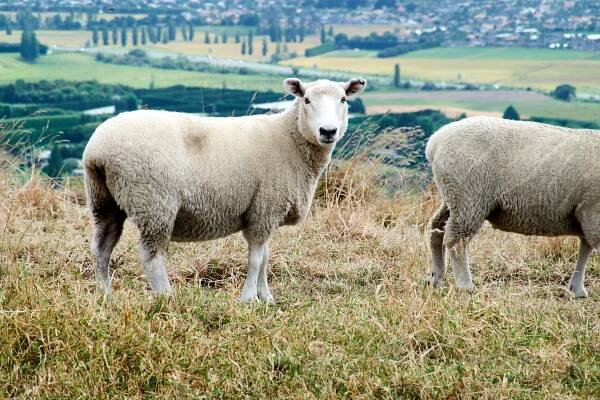 Birds and Dogs and Sheep and Nikki – Where the Fuck is David?