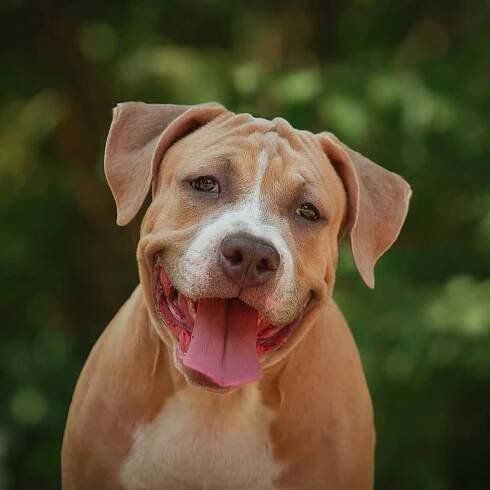 National Pitbull Awareness Day