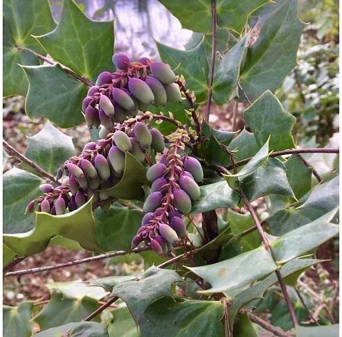 Mahónie bealeova lat. Mahonia bealei syn. mahonie japonská/Mahonia japonica/Berberis japonica Žlutě kvetoucí stálezelený keř do stínu s jedlými plody