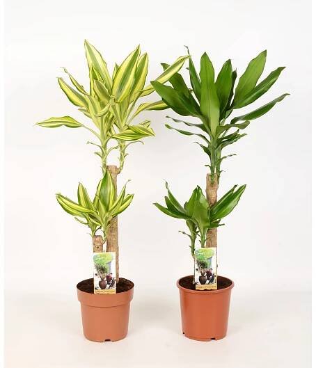 Dračinec výška cca 65-75 cm průměr květináče cca 17 cm Dracaena fragrans nakoupit u OBI