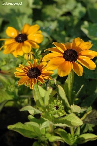 Co můžete zasadit s Rudbeckia?