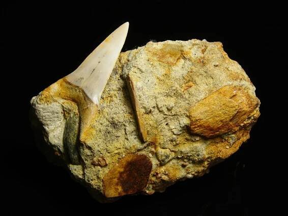 Žraločí zub - Carcharodon hastalis - Přírodniny Vedral