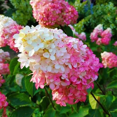 Hortenzie kytice 'Sundae Fraise' (Hydrangea paniculata) Květináč 2.0L