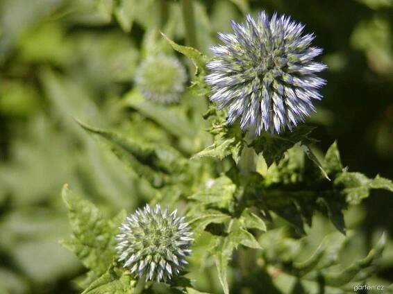 Echinops ritro L. (bělotrn modrý)