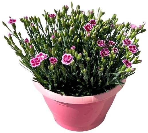 Hvozdík zahradní Pink Kisses Dianthus caryophyllus 'Pink Kisses'; velikost květináče: 21 cm; růžová