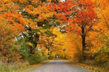 strom, příroda, dřevo, list, krajina, asfalt, podzim, Les