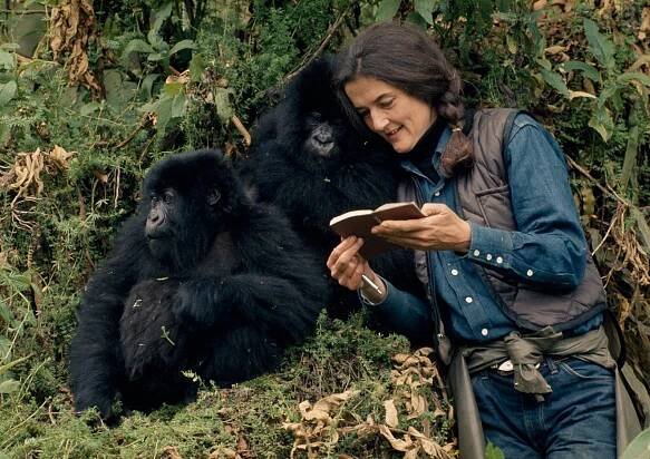 Dian Fossey and Jane Goodall changed how we saw primates. These new movies change how we see them