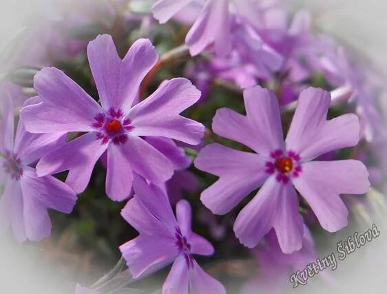 Phlox subulata 'Fort Hill'
