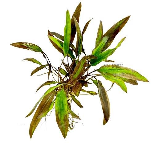 Cryptocoryne Affinis Red