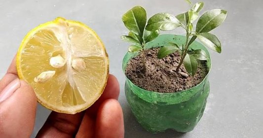 Schovejte si semínko z citronu a vypěstujte si vlastní. Je to snadné jak facka a budete se divit, ale chutná úplně jinak než ty z obchodu!