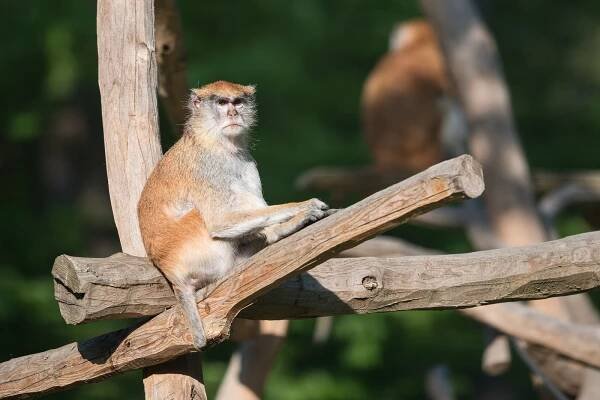 Vstupné do olomoucké zoo zdražuje. Kolik se platí jinde?