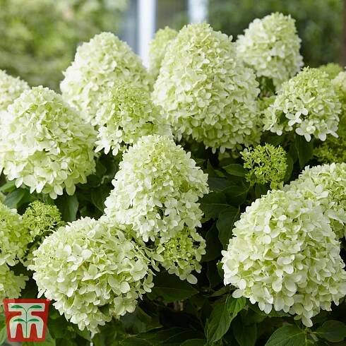 Hydrangea paniculata 'Little Spooky' | Thompson & Morgan