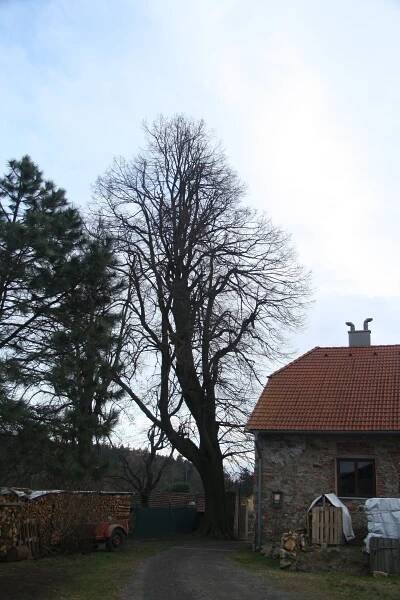 Soubor:Famous tree Lípa u Vantiberku near Okřešice, Třebíč District.jpg – Wikipedie