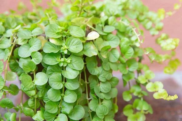 closeup of creeping jenny showing new growth