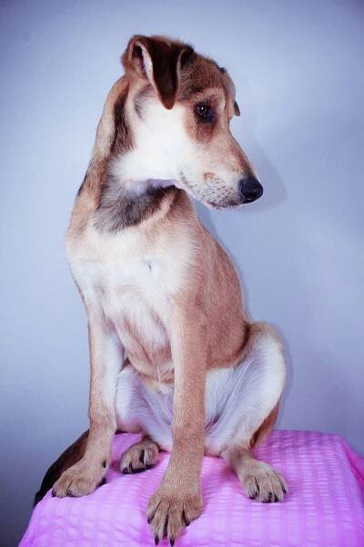 Nikita - mini Horse from the Neverending Story - pastviny na Západě - Tachov ♥ - ADOPTOVANÁ - Home4Pets
