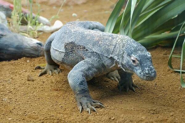 Komodo dragons could hold the key to combatting antibiotic resistance