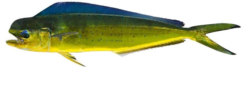 Mahi Mahi