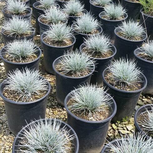 Festuca glauca 'Elijah Blue' - Blue Fescue