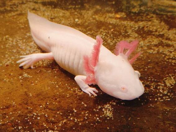 axolotl 1