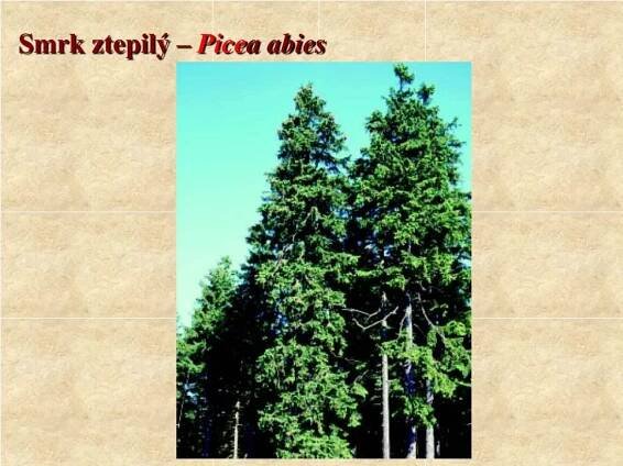 PPT - Základy ekologie vybraných dřevin PowerPoint Presentation, free download - ID:4228019