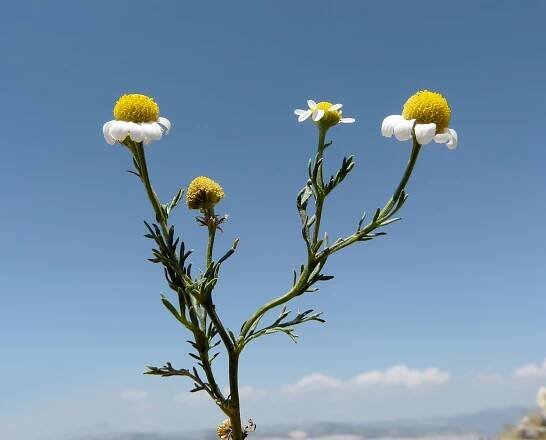Matricaria chamomilla L. - Portale della Flora d'Italia / Portal to the Flora of Italy