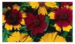 Krásnoočko směs barev – Coreopsis tinctoria – prodej semen krásnoočka