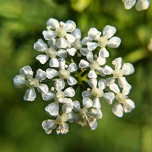 Hemlock ( Conium maculatum )