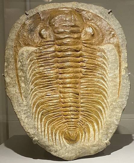 Paradoxides