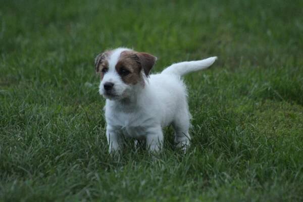 Jack russell terier s PP