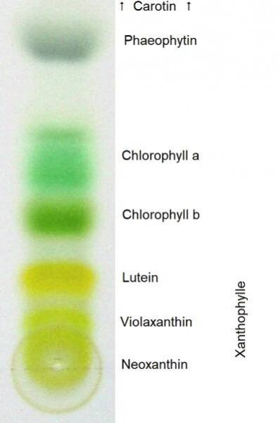 Chromatographie