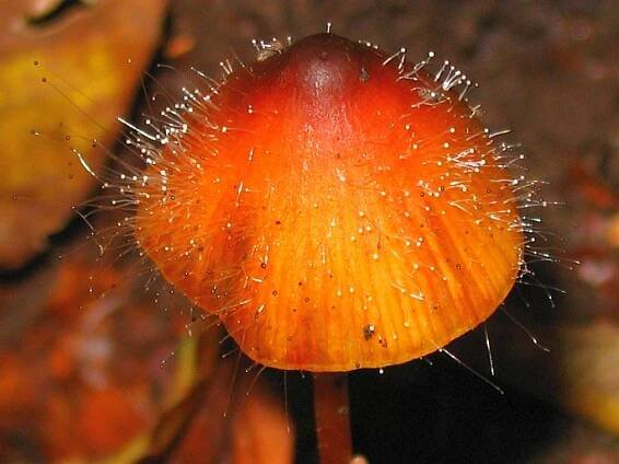 Spinellus fusiger