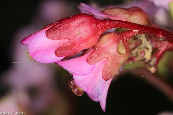 Bergenia crassifolia – bergenie tučnolistá